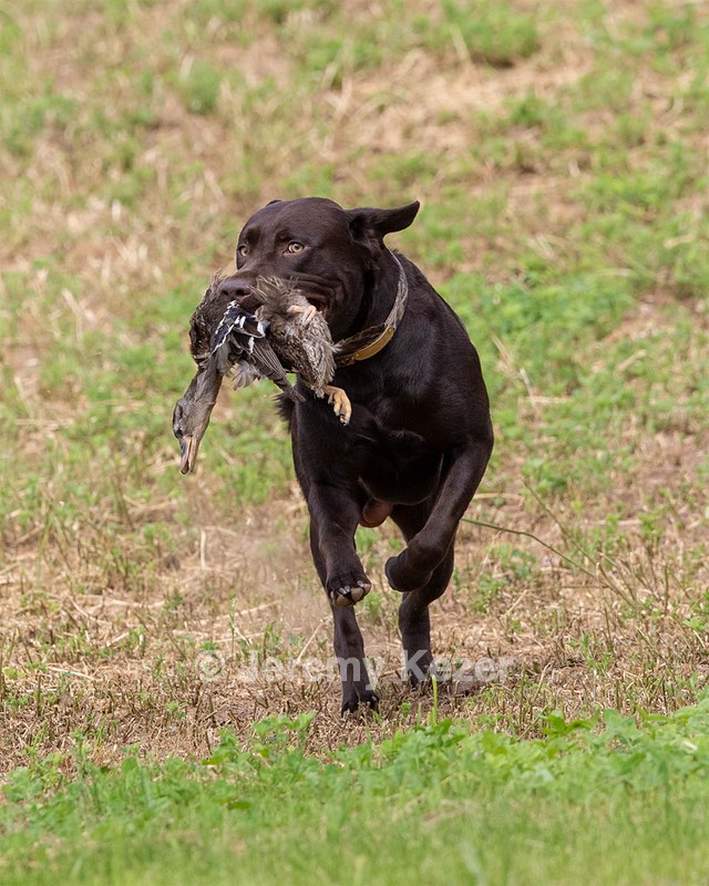 Tucker