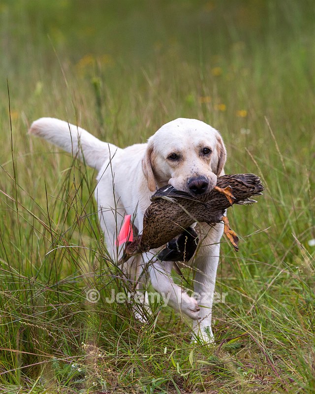 Henry