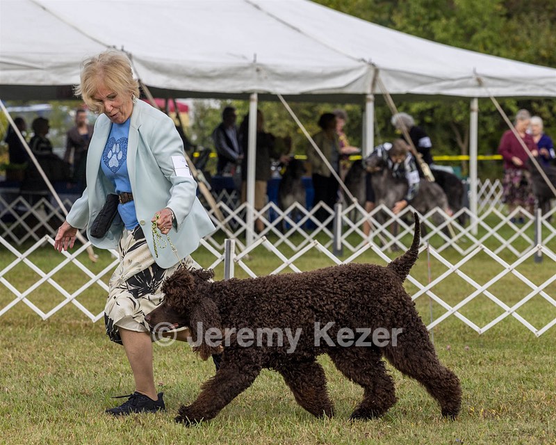 07 - GCH CH CASTLEHILL'S RAMBLIN' RAFAEL O'CRISPIN BN (Rafi)