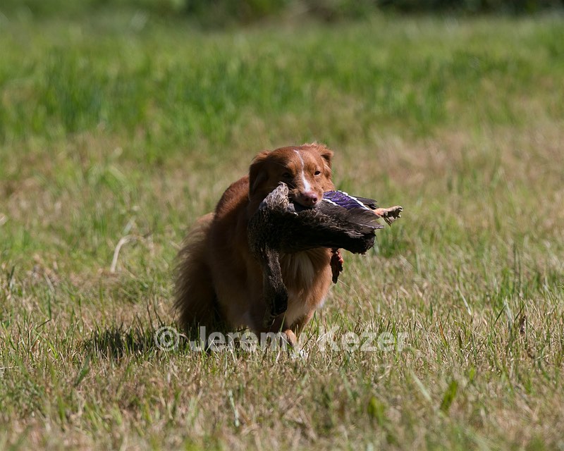 Breeze Tucker
