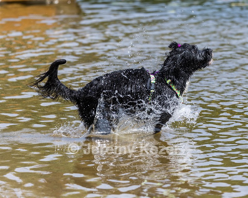 Dottie Notestine