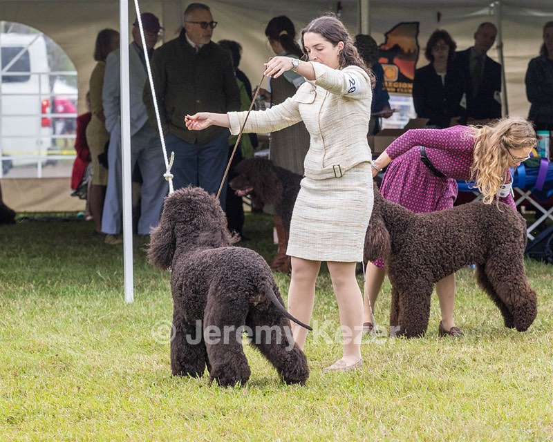 20 - GCHS CH POOLE'S IDE SAY NO MORE OHS CD RE JH DS (Simone)