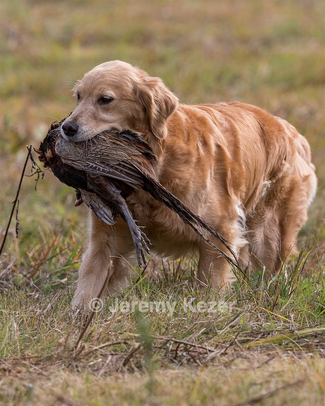Josie
