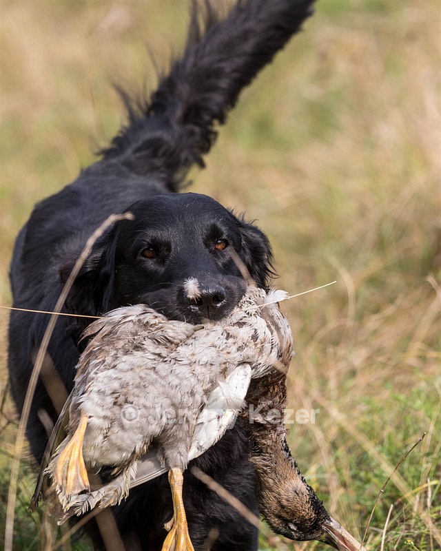 Onyx