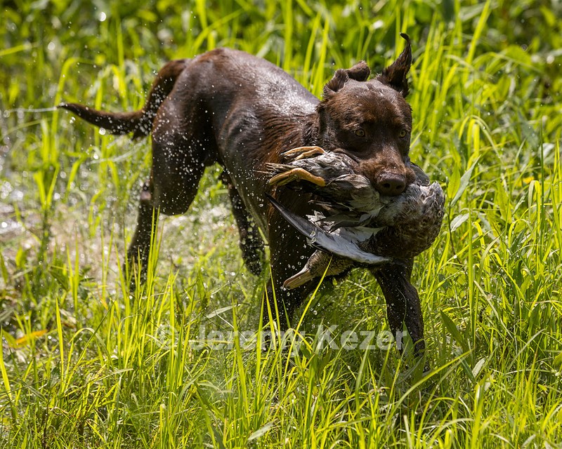 Moose Molle