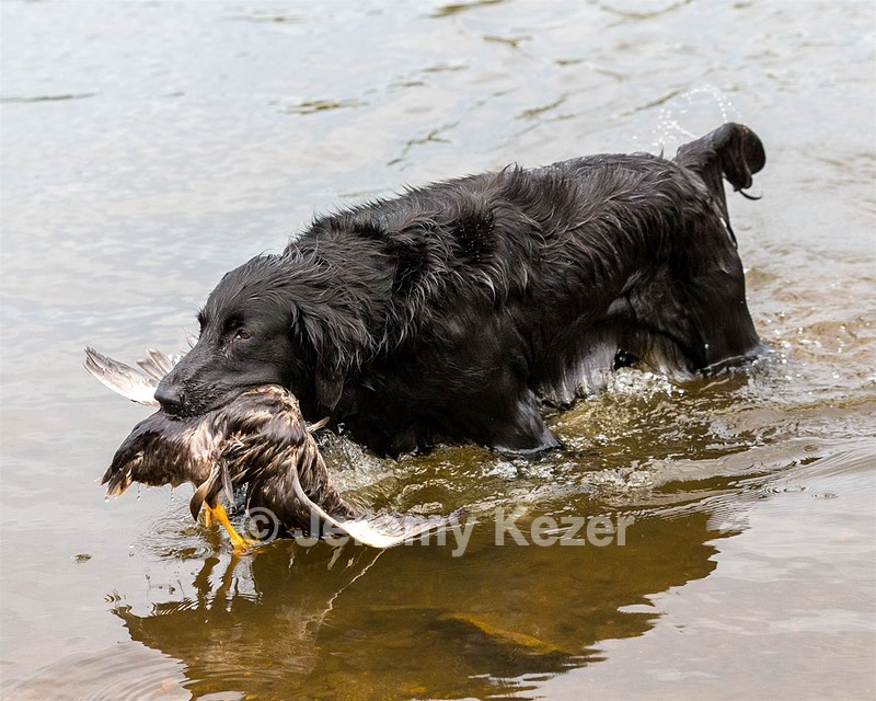 Ripple