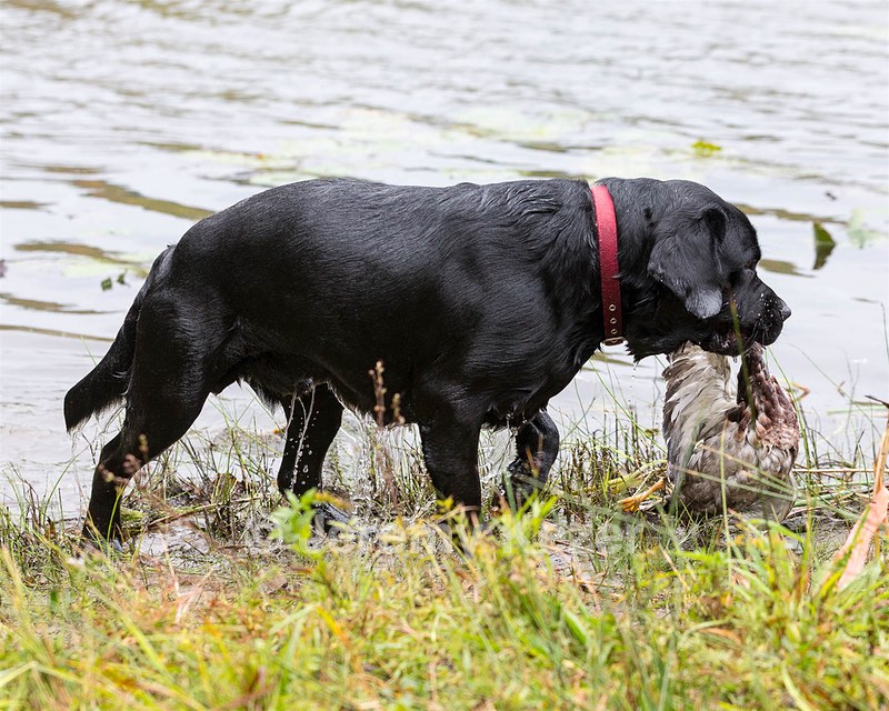 Patton Mazanek