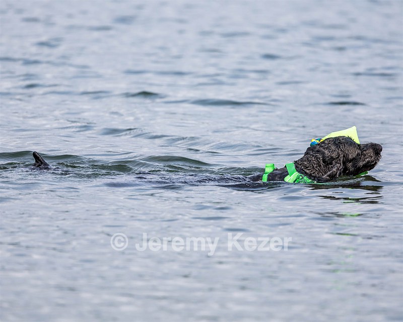 Ebony Ferrandino