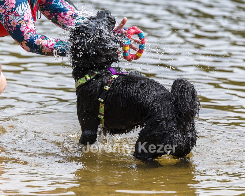 Dottie Notestine