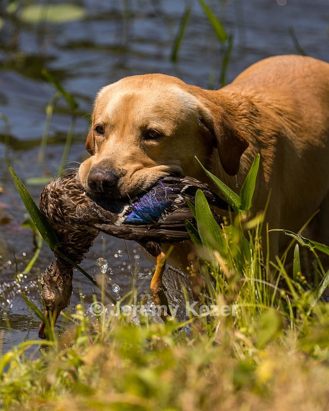 Trout Cosgrove