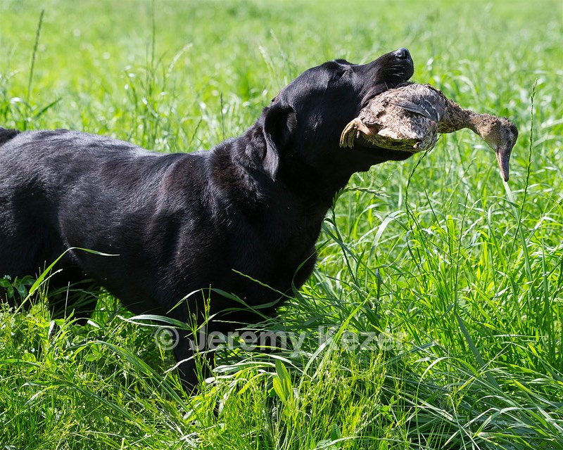 Pepper Ungar