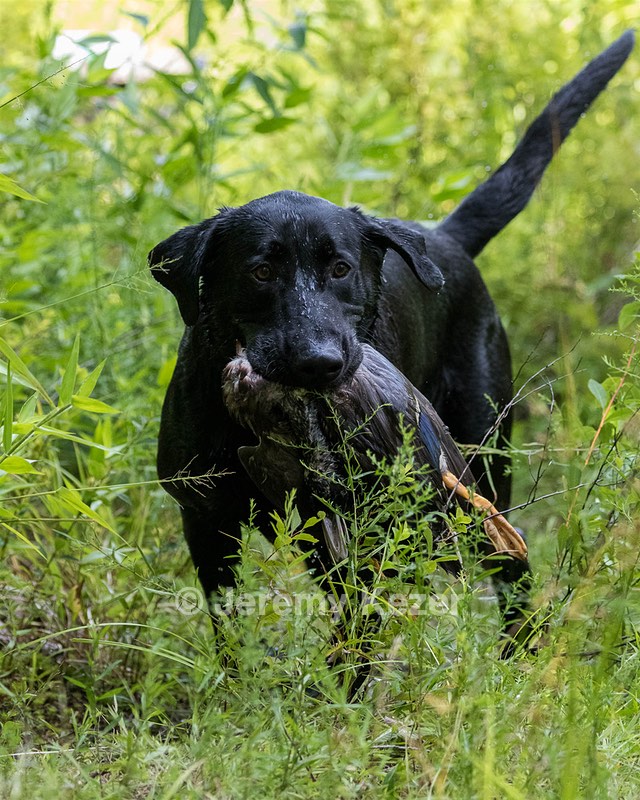 Mowgli
