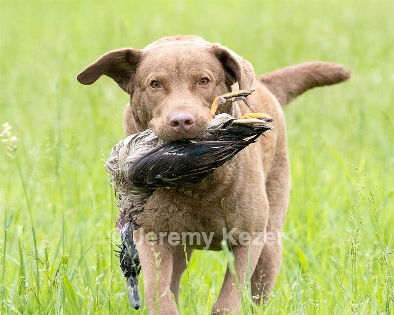 Hunter Law