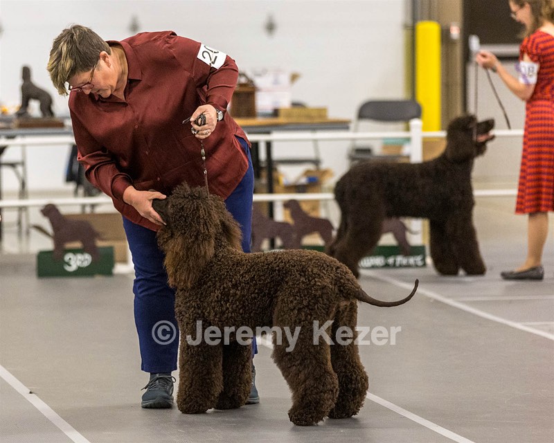 204 - CH Brekkon’s Brown Eyed Girl At Flintcrest DJ CGC TKN FTI