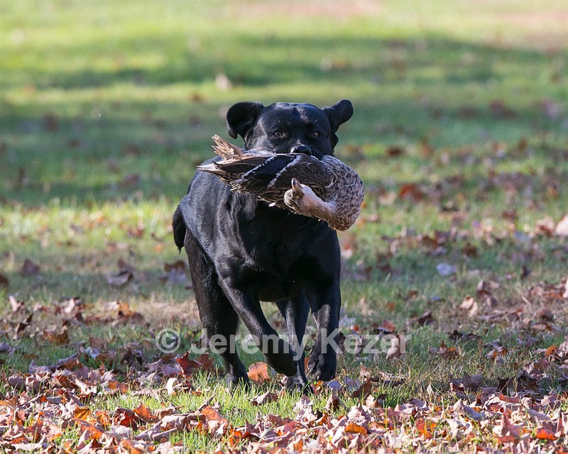 Ro