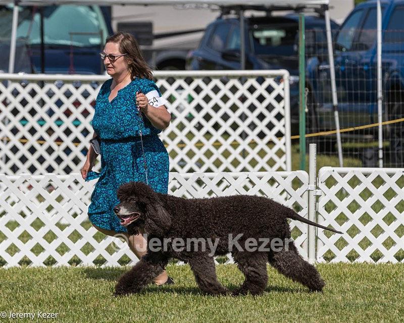 64 - CH Navarone's Absolutely Fabulous RN CGC (Edwina)