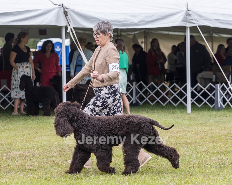 25 - GCH CH POOLE'S IDE RIPTIDE OHS RI DS CGC (Rip)