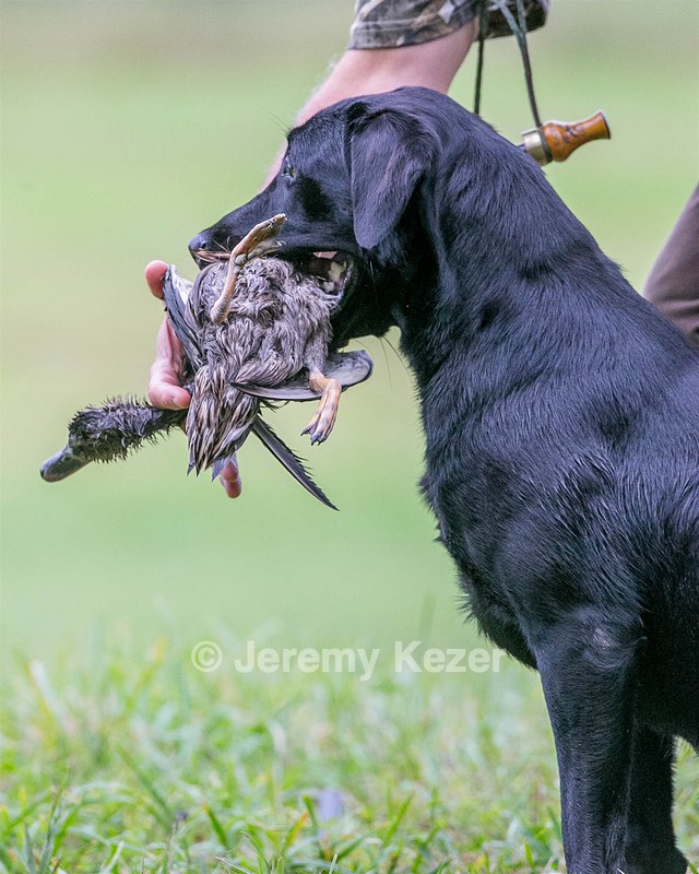 Piper