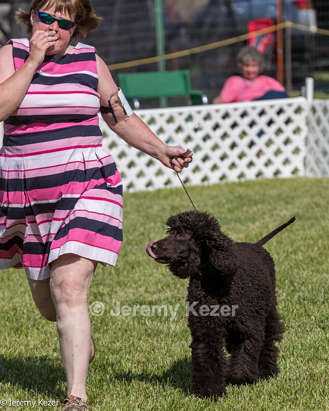 60 - GCH CH All Green Wi'Envy V Alpha Nordic CD RE RATN DS CGCA TKN