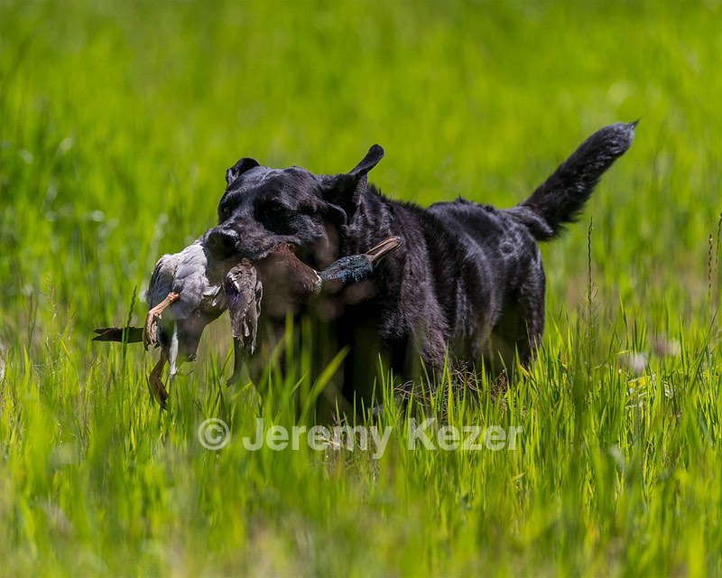 Ruger Bodine