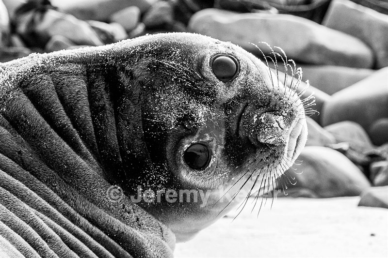 Southern Elephant Seals, Sea Lion Island, The Falklands