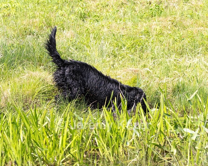BB Ogeka