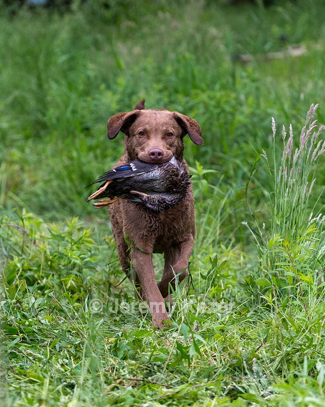 Hunter Law