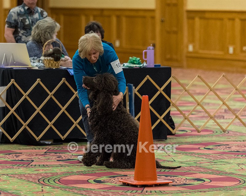 101 - GCH CASTLEHILL'S RAMBLIN' RAFAEL O'CRISPIN BN RA CGCA TKI (Raffi)