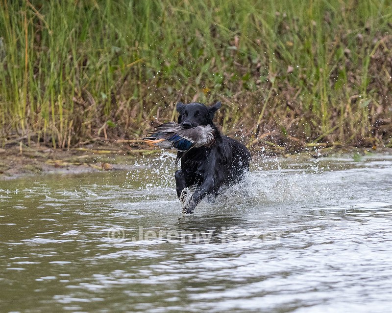 Maude