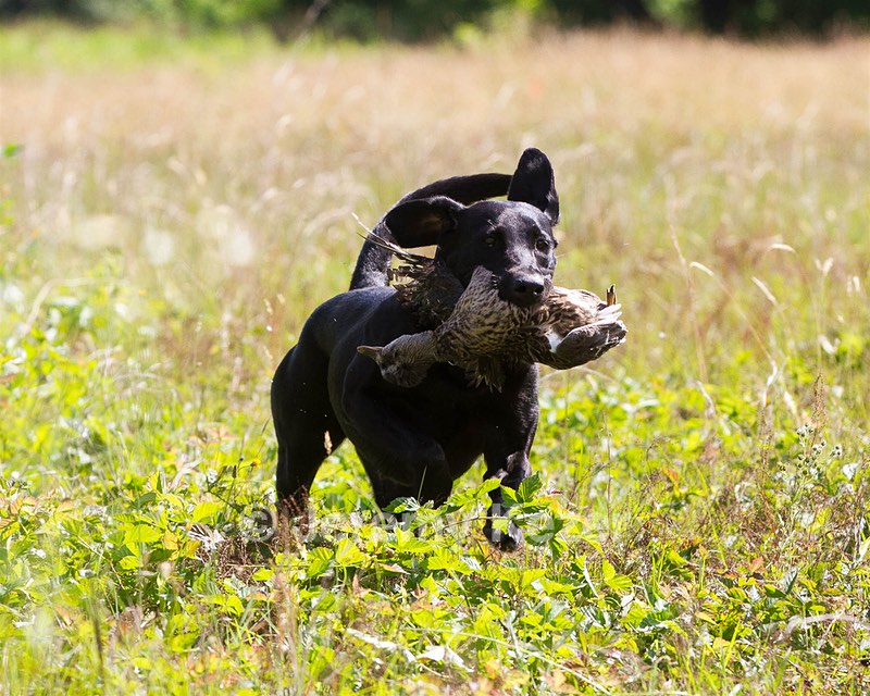 missie Lusink