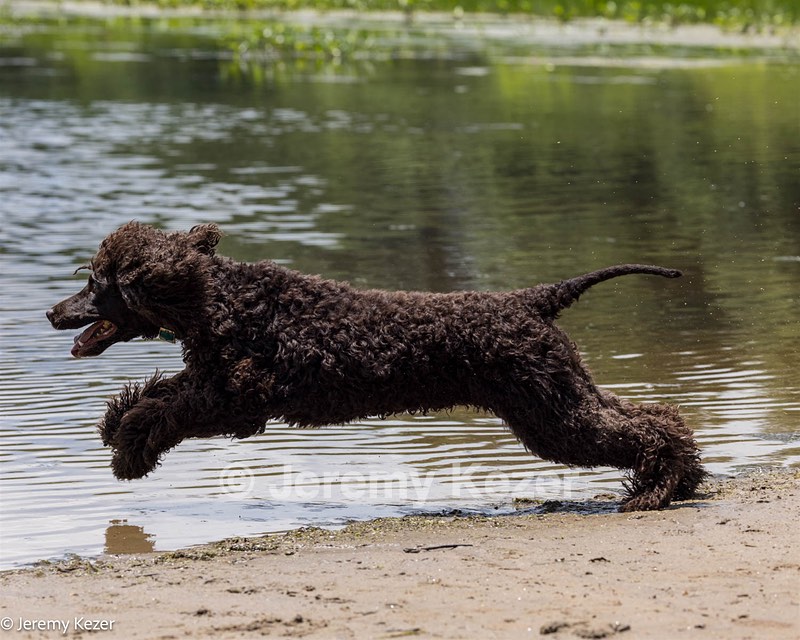 Ghillie