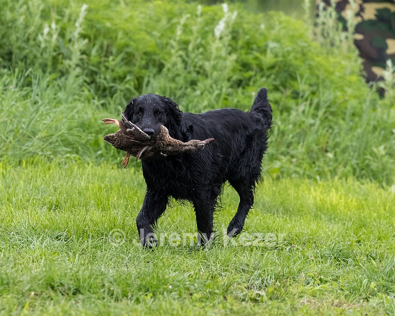 Cash Ogeka