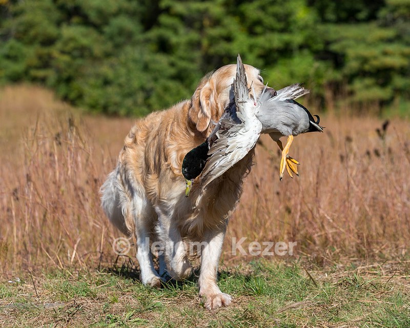 Ghillie Deresienska