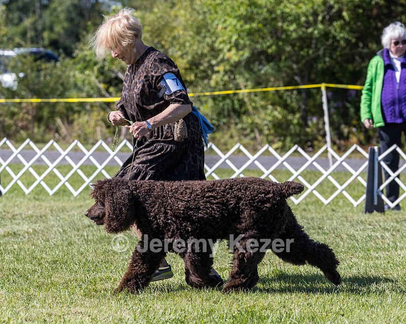 07 - GCH CH CASTLEHILL'S RAMBLIN' RAFAEL O'CRISPIN BN (Rafi)
