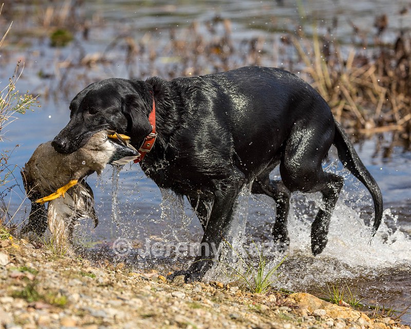 Harrison Johnston
