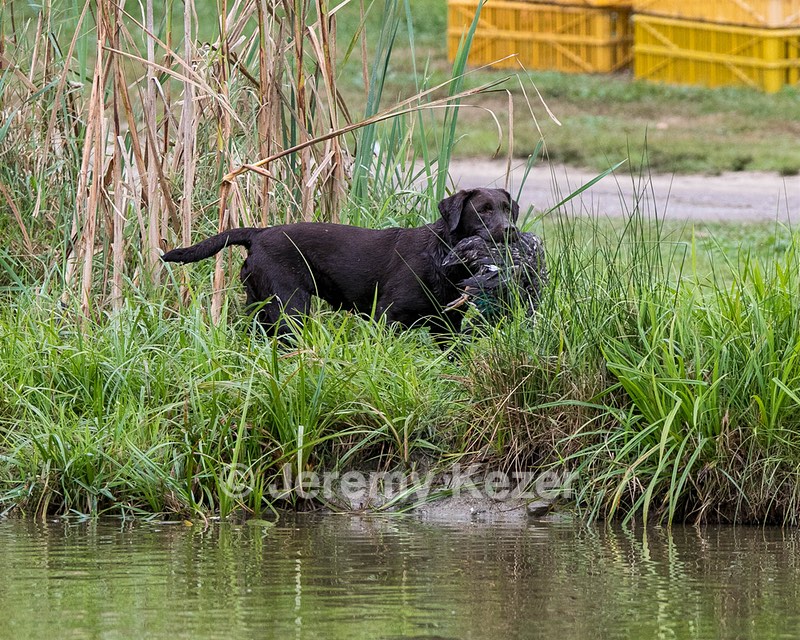 Katlee
