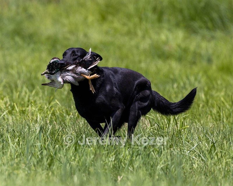 Cane Robichaud