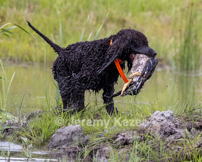 Ghillie Kezer