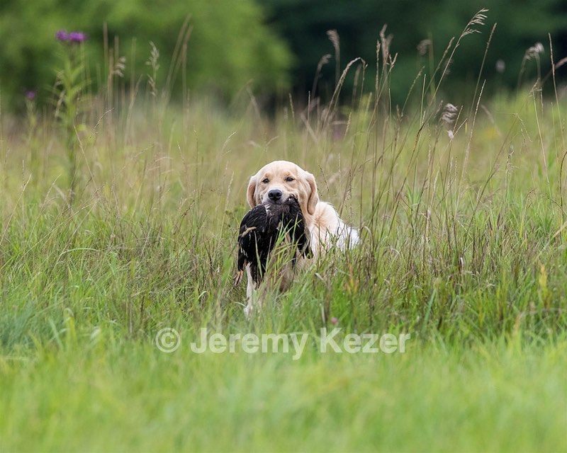 Meadow