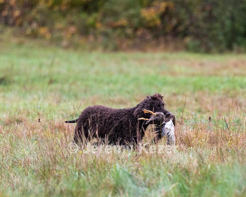 Ghillie Kezer