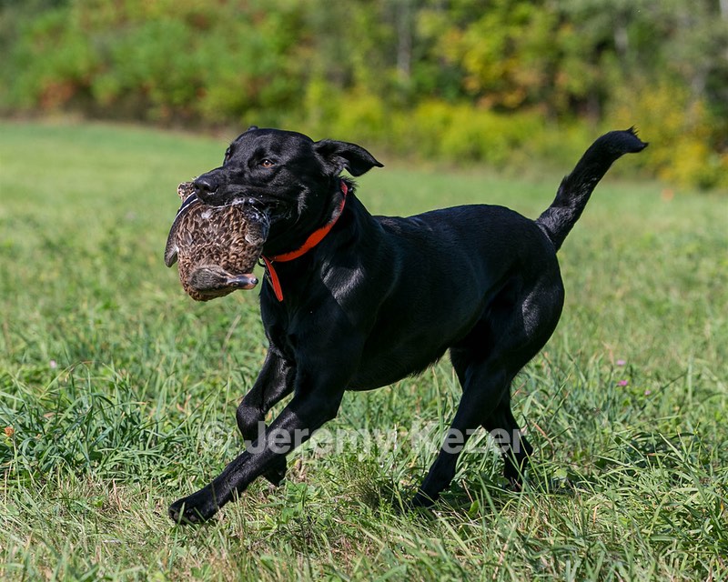 Brutus Culbertson