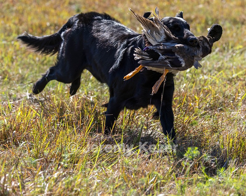 Test Dog