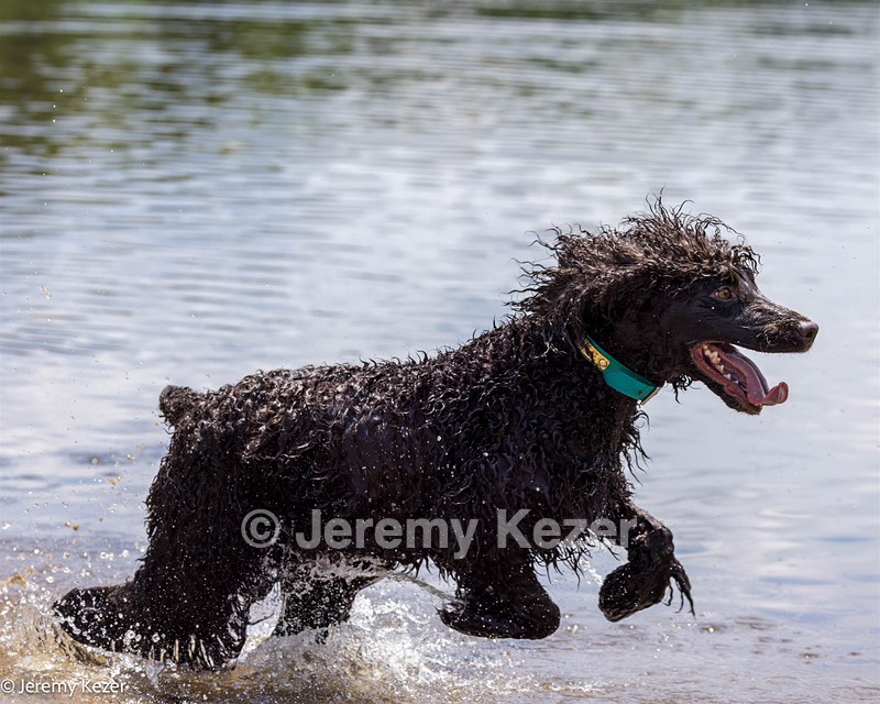 Ghillie