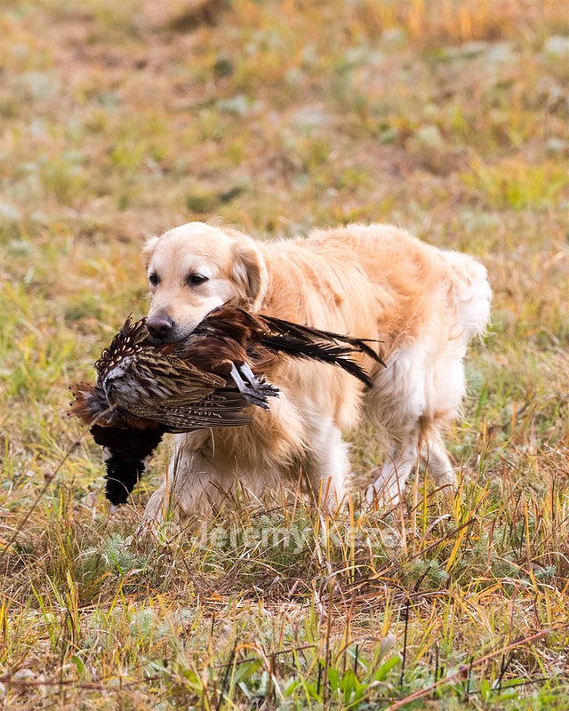 Ghillie