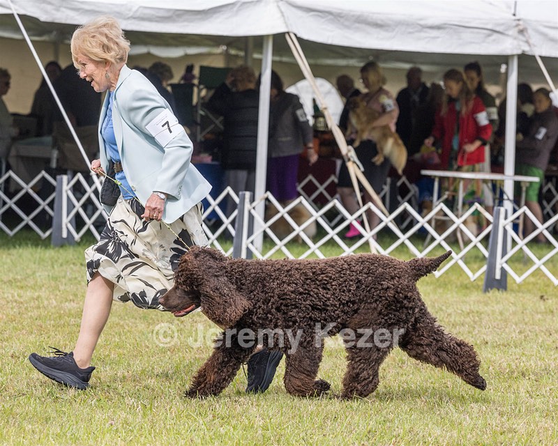 07 - GCH CH CASTLEHILL'S RAMBLIN' RAFAEL O'CRISPIN BN (Rafi)