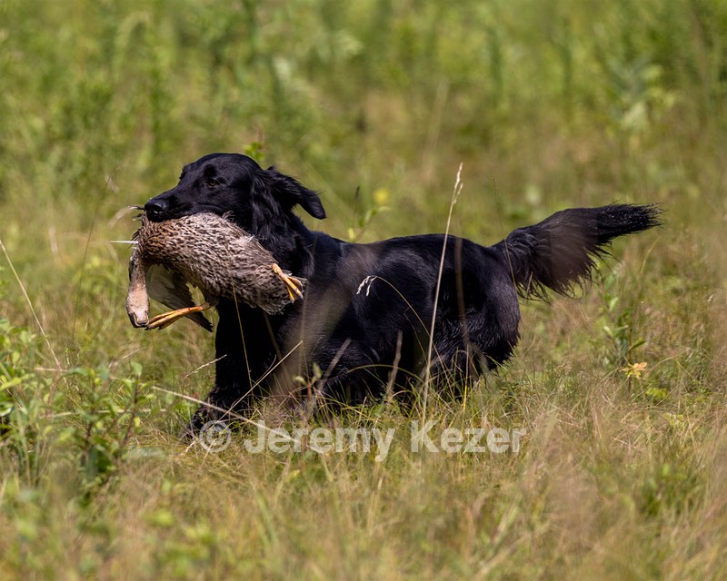 Ziva