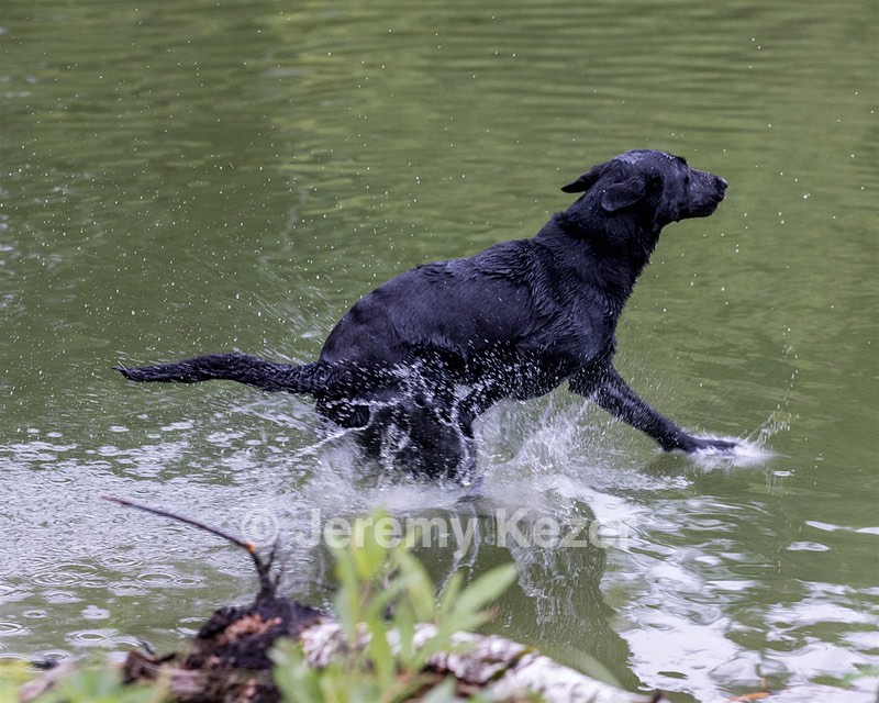 Ziva Jefferson