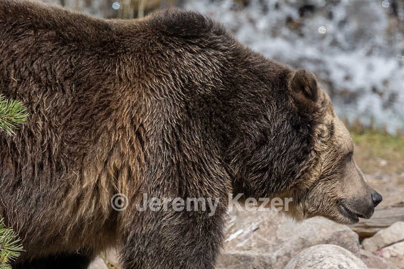 Grizzly & Wolf Discovery Center, West Yellowstone