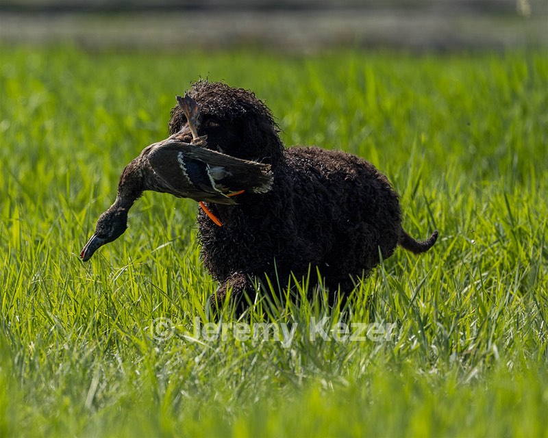 Ghillie Kezer