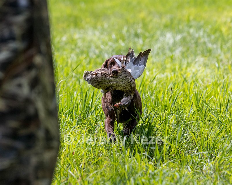 Hershey Mizak